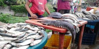 Pescado en Tucupita