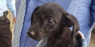 cachorro de labrador mestizo