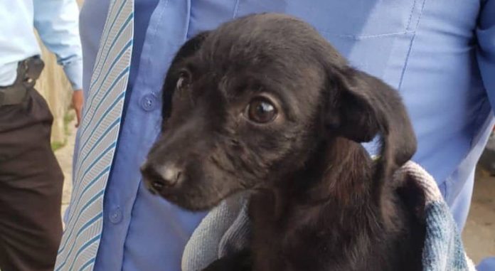 cachorro de labrador mestizo