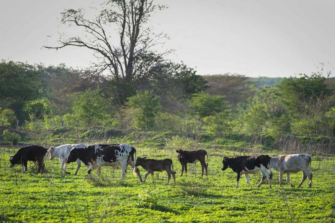 Ganado en el llano