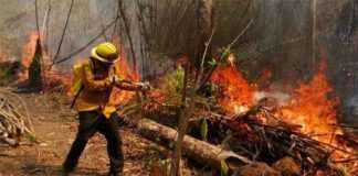 Bolivia: Incendios de 2019 «son un ecocidio»