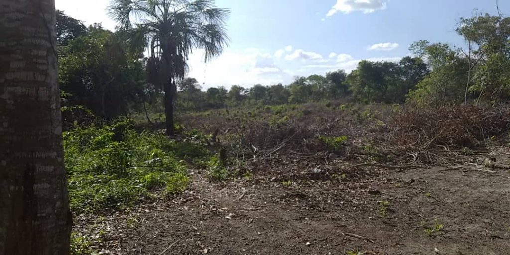 Los Olivos Ciudad Bolívar