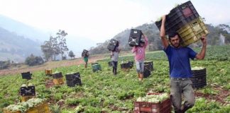 Producción agrícola Mérida