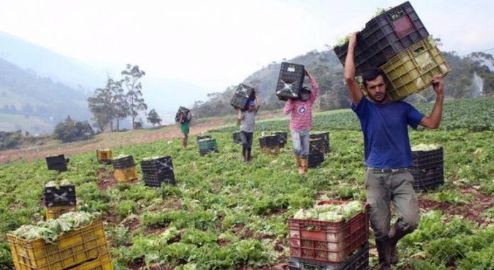 Producción agrícola Mérida