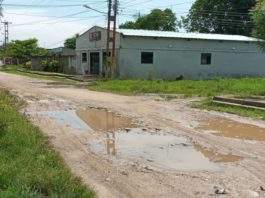 Gamero - Alto Apure