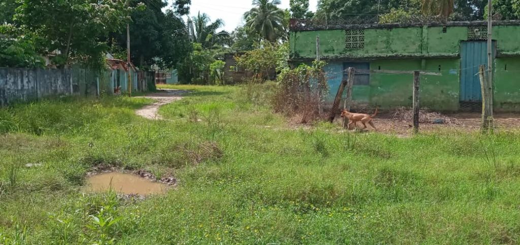 Gamero - Alto Apure