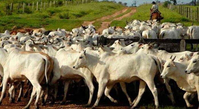 Ganaderos Zulia