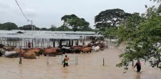 Ganado al sur del Lago de Maracaibo