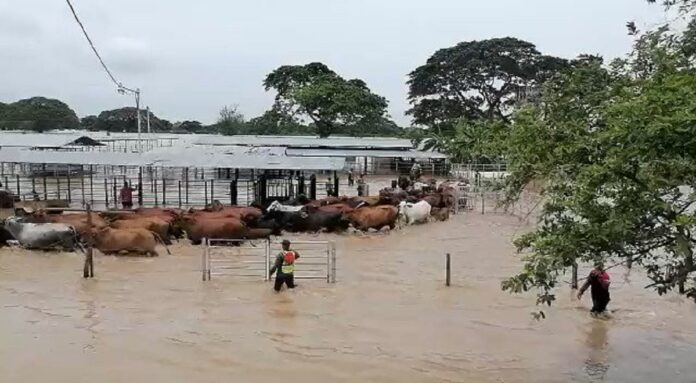 Ganado al sur del Lago de Maracaibo