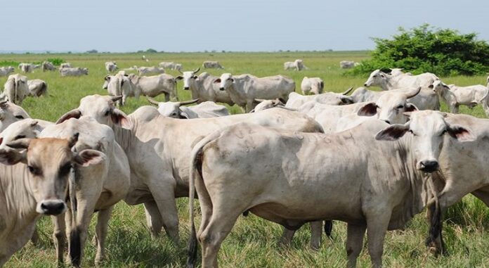 Tuberculosis en vacas