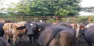 Vacas con tuberculosis