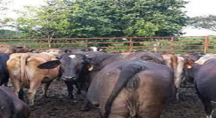 Vacas con tuberculosis