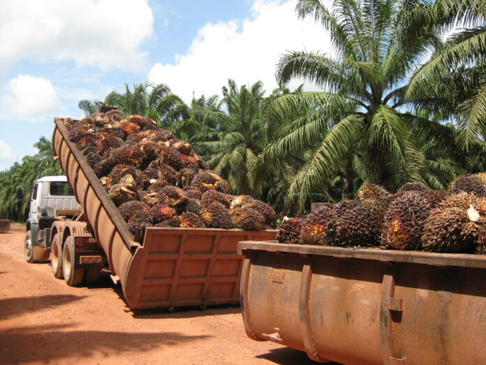 Palma aceitera