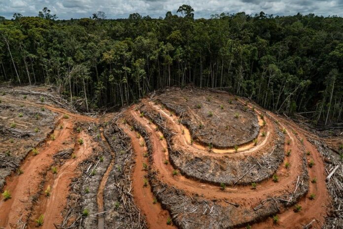 Deforestación en Venezuela