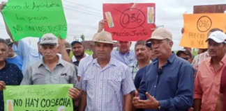 Productores en Guárico - productores de maíz