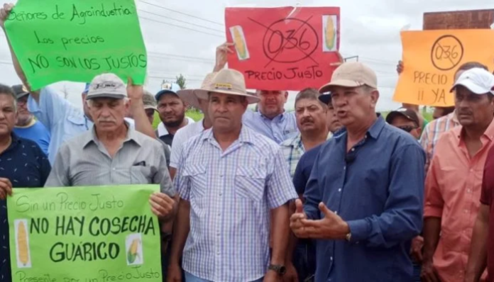 Productores en Guárico - productores de maíz