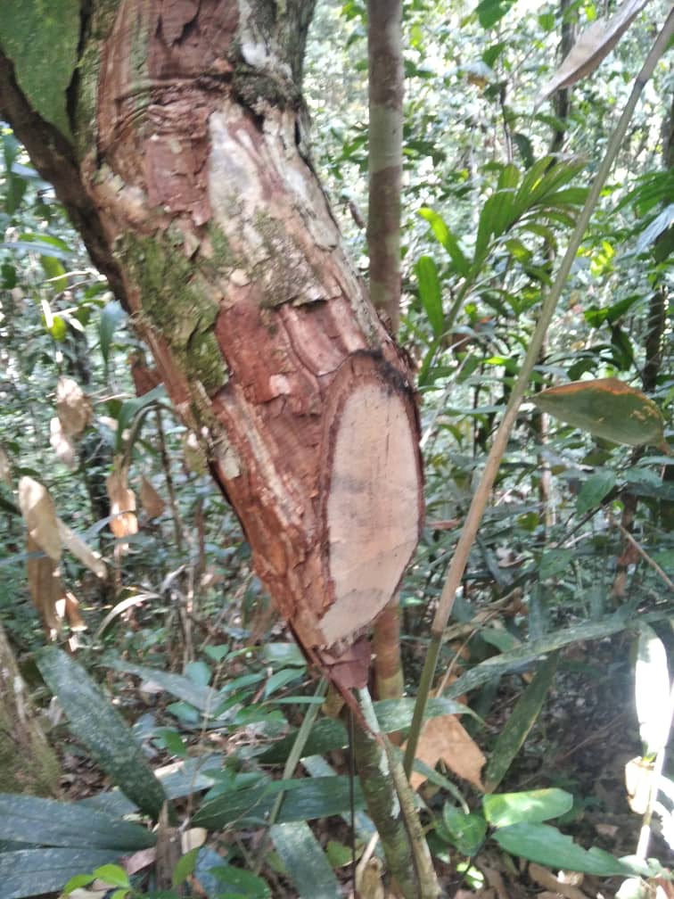 Bosque Municipal de Santa Elena de Uairén.