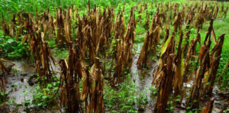 Reportan hambruna por pérdida de cultivos en El Salvador