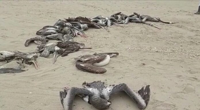 Pelícanos muertos por gripe aviar