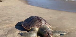 tortuga marina muerta en Lecheria