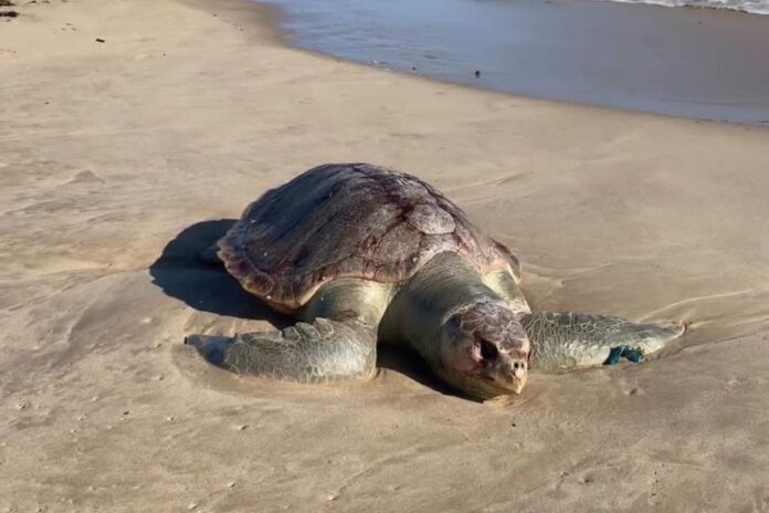 tortuga marina muerta en Lecheria