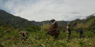 Bolivia - Coca