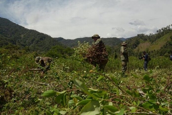 Bolivia - Coca