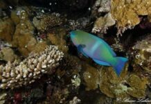 coral invasor de las playas venezolanas Unomia stolonifera