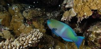 coral invasor de las playas venezolanas Unomia stolonifera