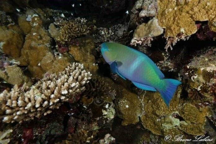 coral invasor de las playas venezolanas Unomia stolonifera