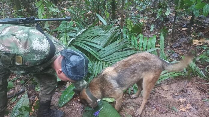 Encuentra vivos a los niños desaparecidos en la Amazonía