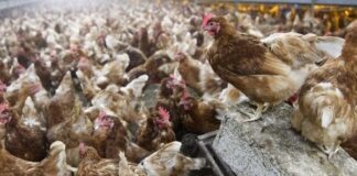 Gripe aviar Paraguay