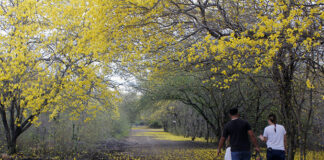 Jardín Botánico de Maracaibo