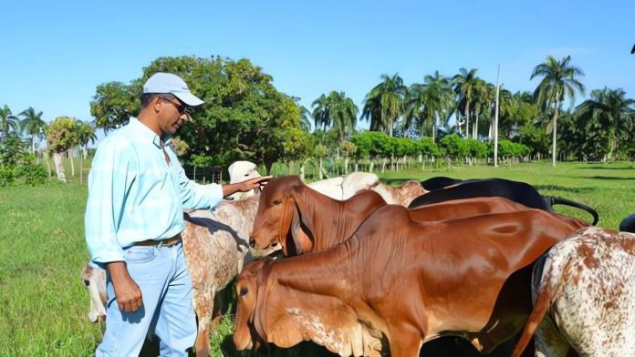 ganaderos - vacas - ganadería