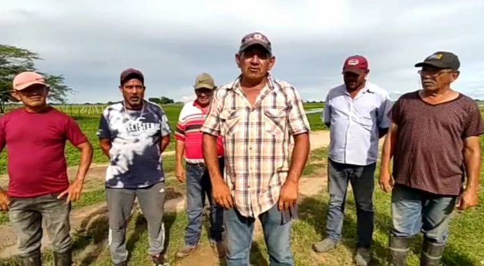 Productores de Cunaviche, Apure