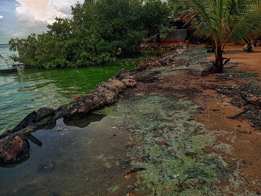 verdín en el Lago de Maracaibo