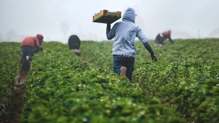 productores venezolanos