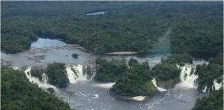 “En Venezuela hay un proceso de destrucción de bosques”