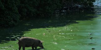 Verdín en el Lago de Maracaibo