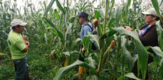 agricultores de maíz imagen referencial