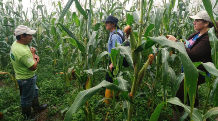 agricultores de maíz imagen referencial