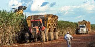 Escasez de combustible amenaza la cosecha de caña de azúcar cosecha de caña de azúcar