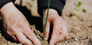 Salvar la vida, conversión ecológica