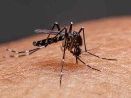 Patricia Valenzuela: Repunte de dengue en Venezuela es “alarmante”