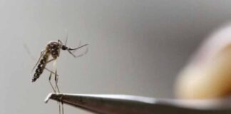 Dengue