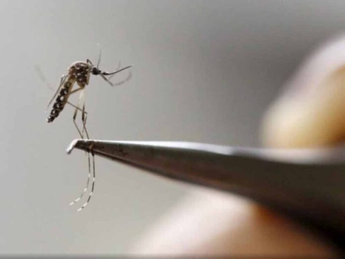 Dengue