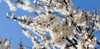 Mayo, mes de las flores y de las madres