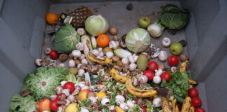 Alimentos