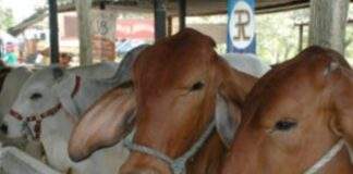 Feria ganadera en La Villa del Rosario de Perijá busca promover el intercambio comercial