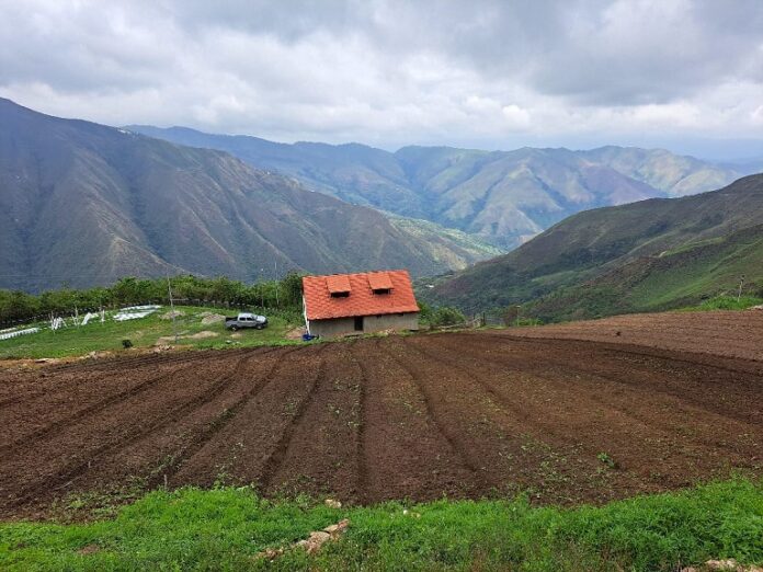 Productores agrícolas de El Jarillo